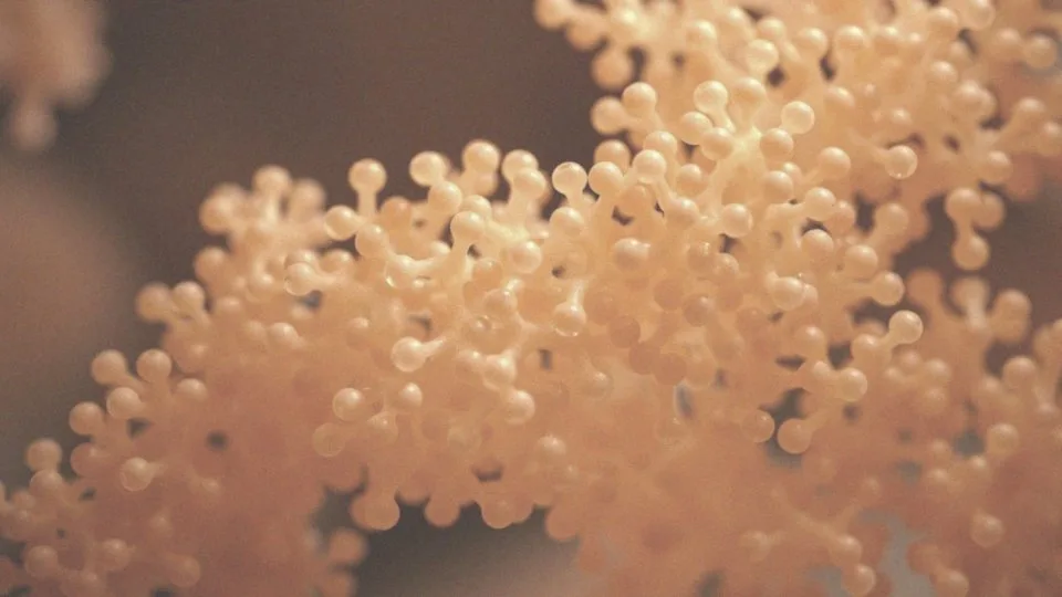 Jak fosfolipidy wspierają regenerację wątroby?